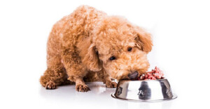 Thức ăn cho chó Poodle 2 tháng tuổi nên gồm những gì?