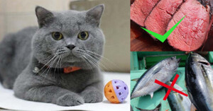 Thức ăn cho mèo Anh lông ngắn: Nên và không nên ăn gì?