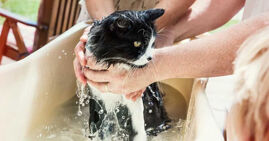 TOP 5 loại sữa tắm tốt nhất thích hợp dành cho cả chó và mèo