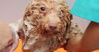 Top 5 sữa tắm tốt và phù hợp nhất dành cho chó Poodle