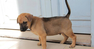 TOP 5 thức ăn khô cho chó con 1 tháng tuổi tốt nhất