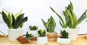 Top 6 cây xanh thanh lọc không khí trong nhà