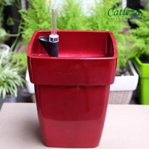 Chậu cây tự dưỡng Catleza DS24