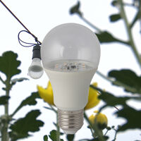 Đèn LED hoa cúc Rạng Đông A60/6W-WR