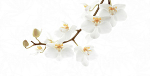 Gạch Granite D4080 ORCHID 001-H+