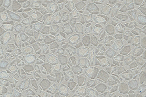 Giấy dán tường charmant 8629