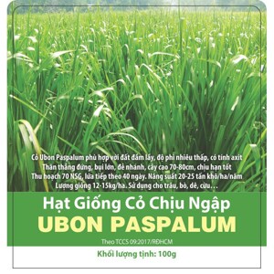 Hạt giống cỏ chịu ngập Ubon Paspalum - Gói 1Kg