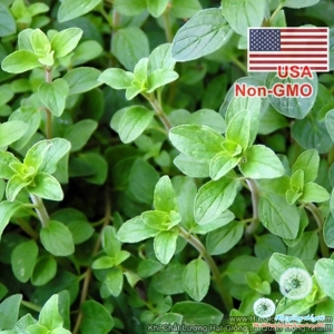 Hạt Giống Cỏ Thơm Oregano (50 hạt)