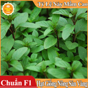 Hạt giống Rau Húng Quê ( gói 5 gram )