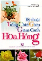 Kỹ thuật trồng chiết ghép giâm cành hoa hồng