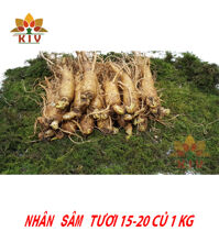 Nhân Sâm Tươi Hàn Quốc 15-20 củ/kg