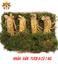 Nhân sâm Tươi Hàn Quốc 4 củ/kg