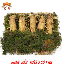 Nhân Sâm Tươi Hàn Quốc 5 củ/kg