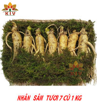 Nhân Sâm Tươi Hàn Quốc 7 củ/kg