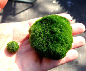 Tảo Cầu Nhật Bản Marimo Moss Ball