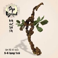 Thực phẩm bổ sung Sâm Ngọc Linh 45 năm tuổi loại 5 – 6 lạng 1 củ