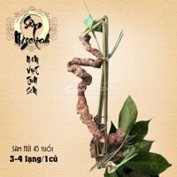 Thực phẩm bổ sung Sâm Ngọc Linh núi 45 tuổi loại 3 đến 4 lạng 1 củ