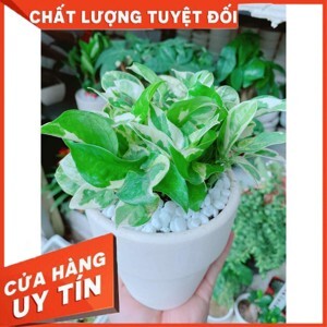 Cây Trầu Bà Sữa Chậu Treo