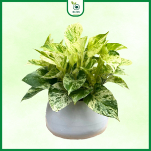 Cây Trầu Bà Sữa Chậu Treo