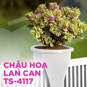 Combo 2 Chậu Hoa Lan Can Tashuan TS-4117