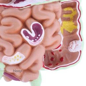 Dạ Dày Và Đường Tiêu Hoá