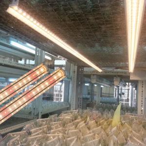 Đèn LED nuôi cấy mô (LED NCM 120/16W WR)