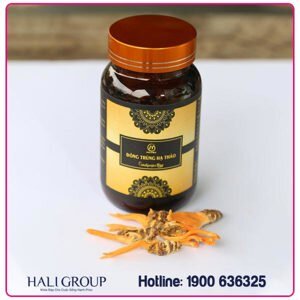 Đông Trùng Hạ Thảo Cordyceps King Mailands