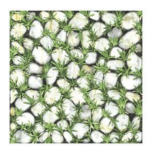 Gạch lát sân vườn Đồng Tâm CLG003 - 40x40 cm