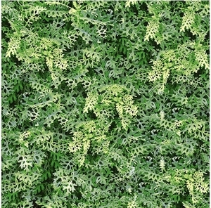 Gạch lát sàn Đồng Tâm 4040GREENERY001 - 40x40