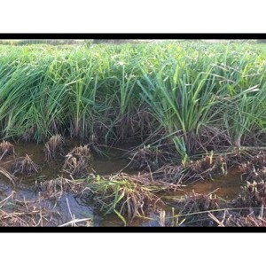 Hạt giống cỏ chịu ngập Ubon Paspalum - Gói 1Kg