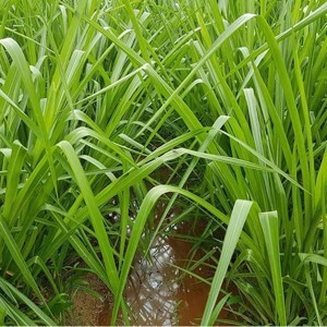 Hạt giống cỏ chịu ngập Ubon Paspalum - Gói 1Kg