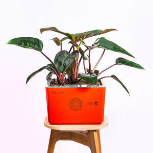 Máy lọc không khí Treeteck AIRemedy Gaia