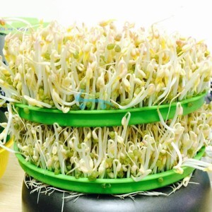 Máy trồng rau mầm tự động Bách Khoa BKCN1