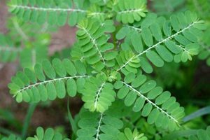 Món Ăn Bài Thuốc Chữa Bệnh Táo Bón