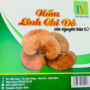 Nấm Linh Chi Đỏ Việt Nam