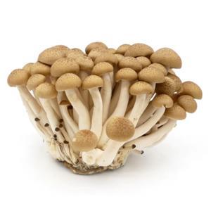 Nấm Shimeji Nâu 150g