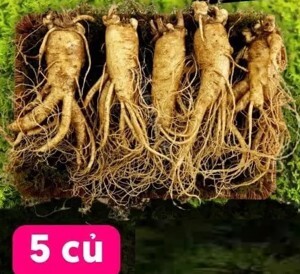 Nhân Sâm Tươi Hàn Quốc 5 củ/kg