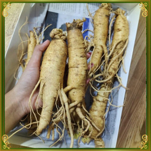 Nhân Sâm Tươi Hàn Quốc 7 củ/kg