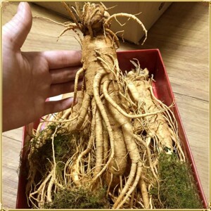Nhân Sâm Tươi Hàn Quốc 8 củ/kg