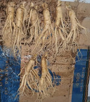 Nhân Sâm Tươi Hàn Quốc 8 củ/kg