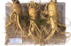 Nhân sâm tươi Hàn Quốc loại 10 củ 1 kg