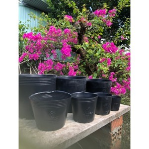 Phương pháp trồng 100 loài hoa trong chậu