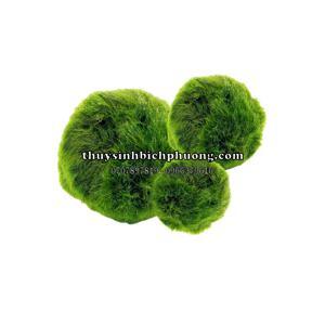 Tảo Cầu Nhật Bản Marimo Moss Ball