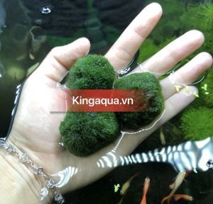 Tảo Cầu Nhật Bản Marimo Moss Ball